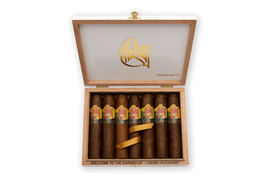 RISING PRESIDENTE 7er BOX